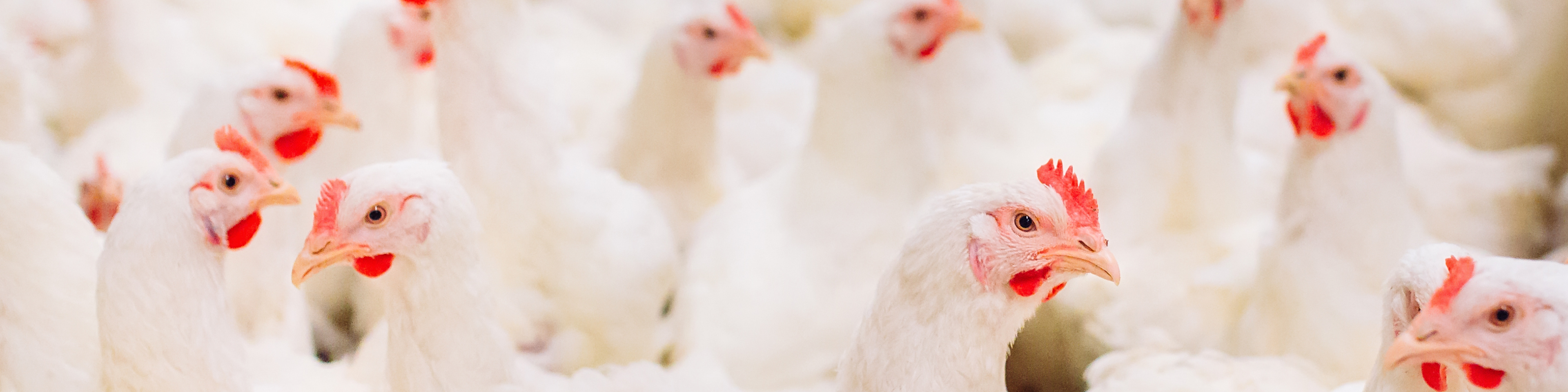 P-Series 1920x480 banner v2.png